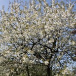 hvidt-blomstertræ-150x150
